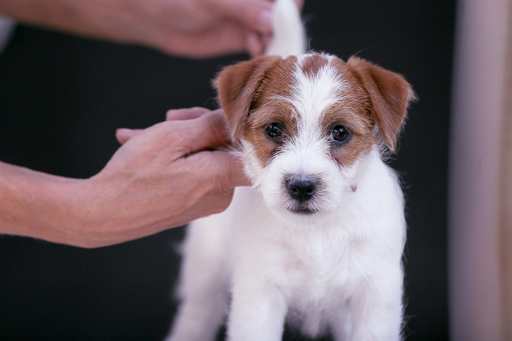 Джек рассел терьер купить.