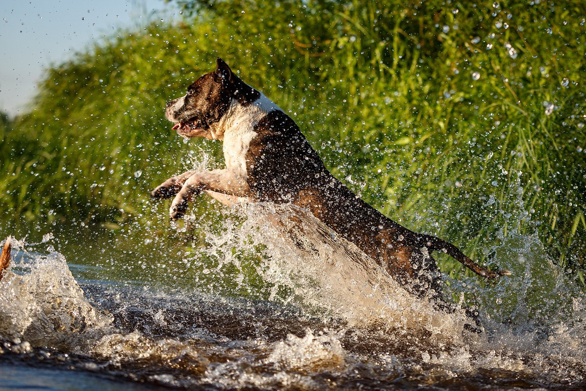 АСТ Федя, Пако и Ника. Фотограф-анималист Natalia Deingel | Фотосъемка собак в Москве