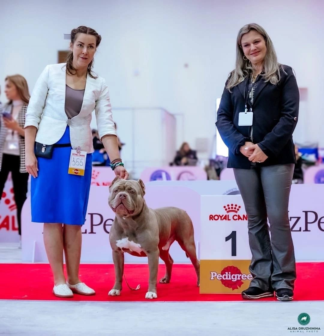 Участие в выставках. Американские булли XL в г. Калининград. Питомник Great Bully UNIVERSE