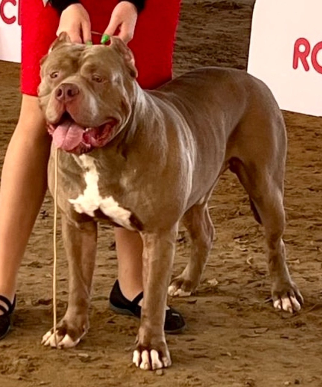 Участие в выставках. Американские булли XL в г. Калининград. Питомник Great Bully UNIVERSE
