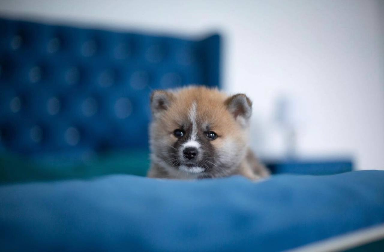 MOMMO. Щенки Акита-Ину в. Питомник KUROKAWA