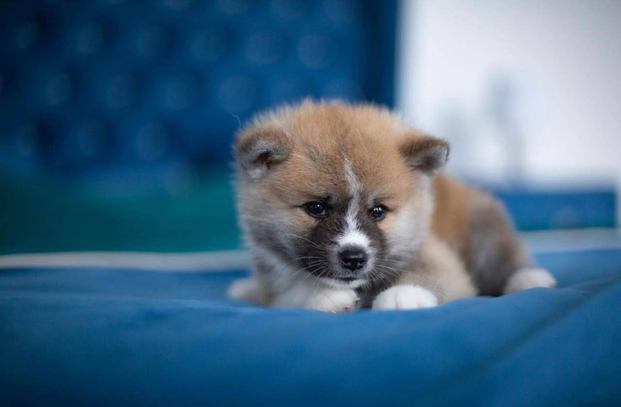 MOMMO. Щенки Акита-Ину в. Питомник KUROKAWA