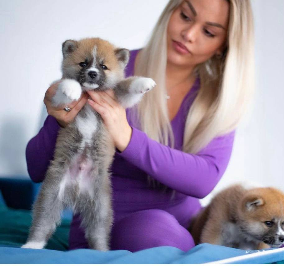 MOMMO. Щенки Акита-Ину в. Питомник KUROKAWA