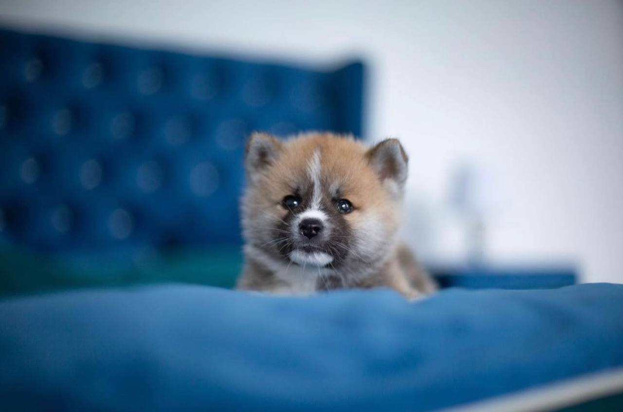 MOMMO. Щенки Акита-Ину в. Питомник KUROKAWA