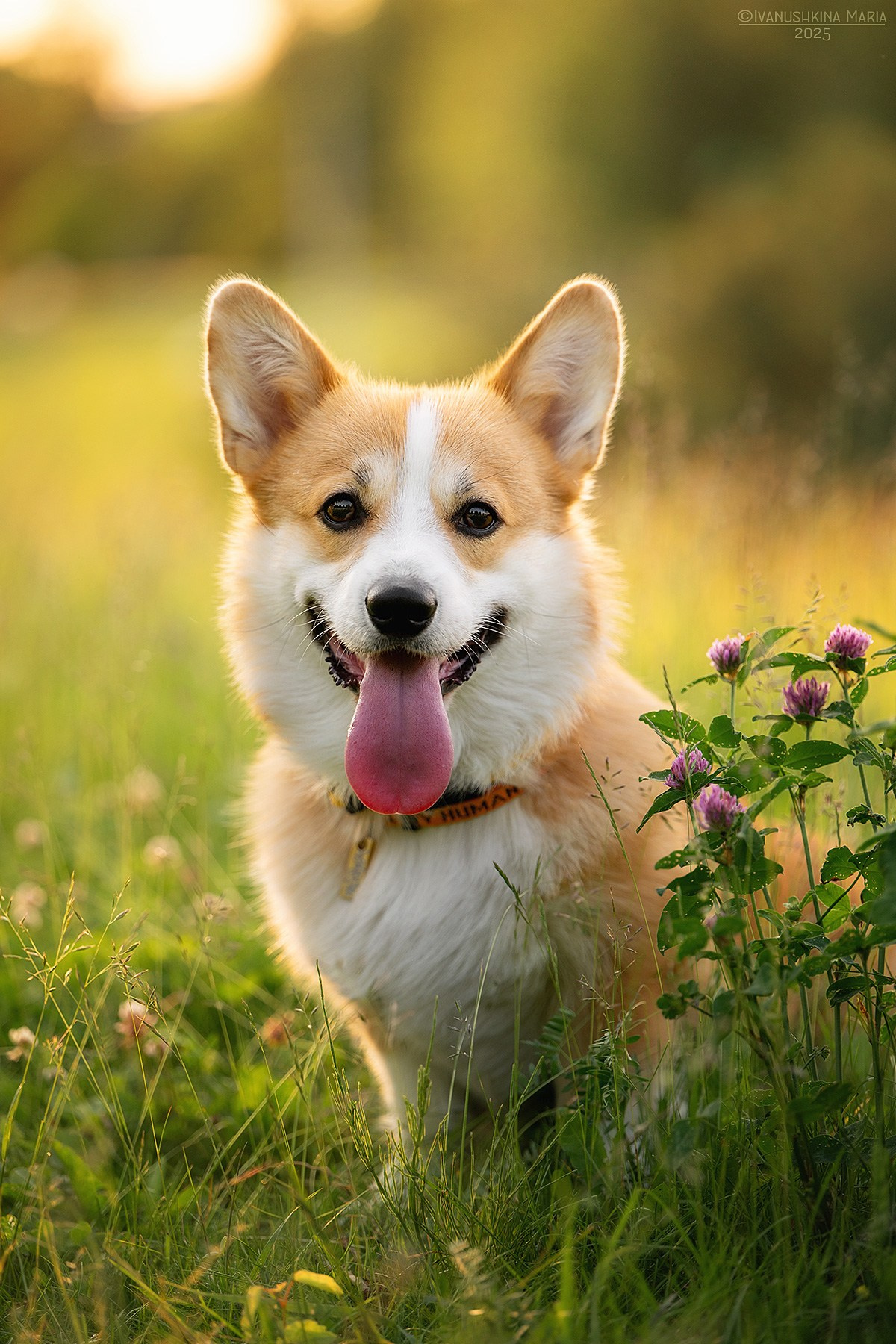 Фотограф-анималист. Фотограф собак в Москве и Московской области Иванушкина Мария