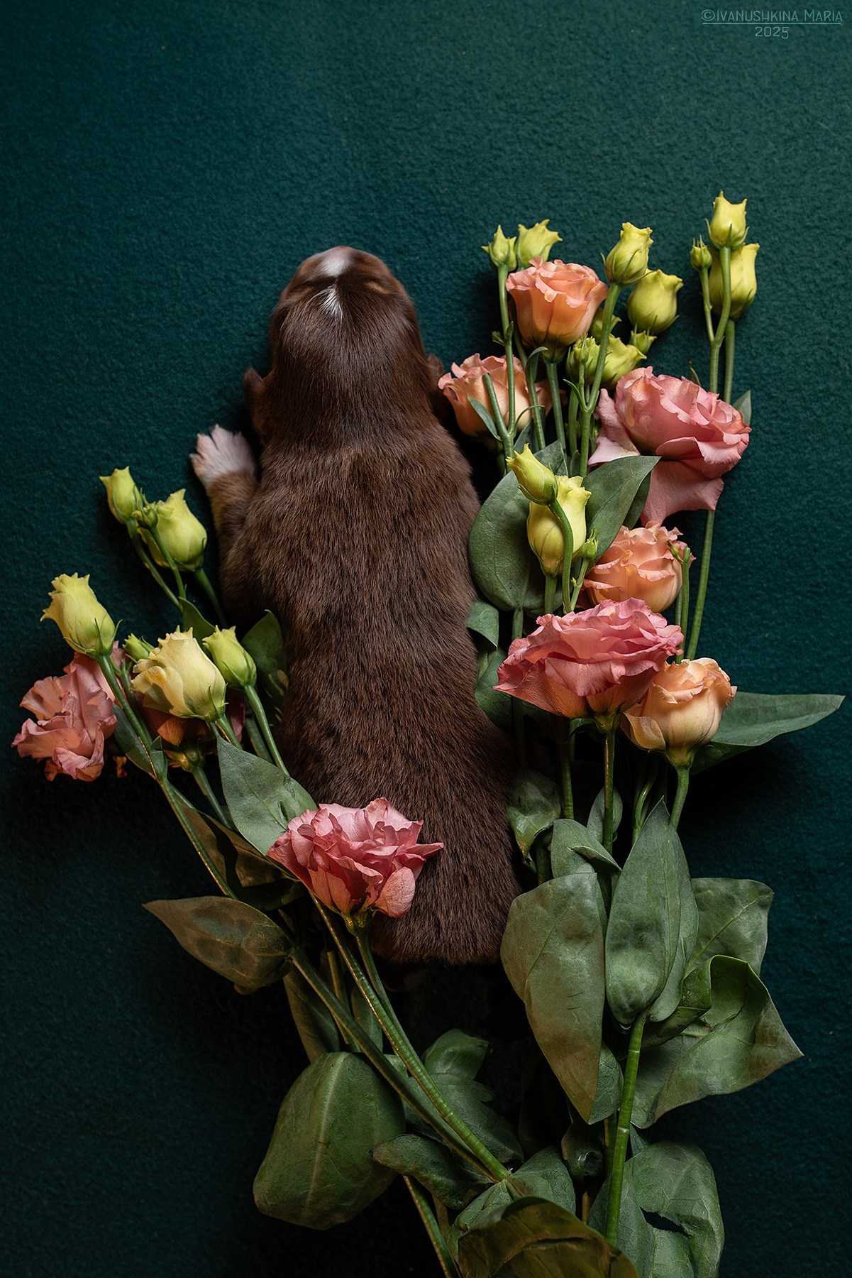 Ньюборн фотосессия щенков. Фотограф собак в Москве и Московской области Иванушкина Мария