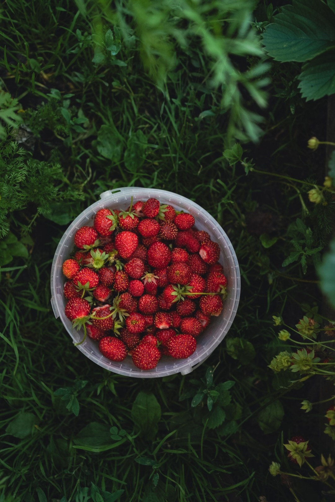 Вкусная еда, красивые натюрморты и природа. Предметный фотограф Санкт-Петербург