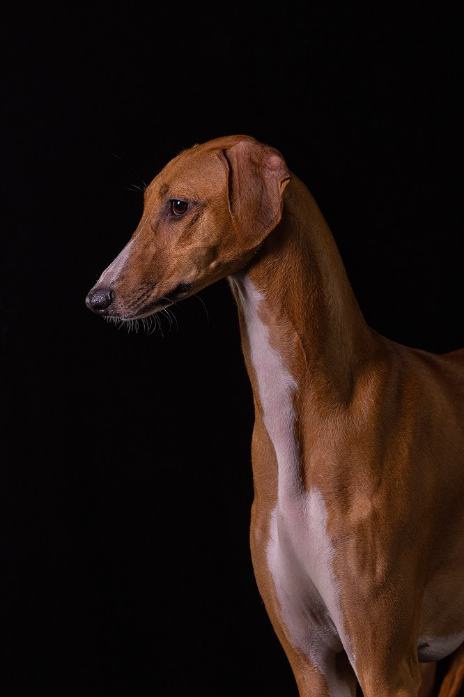 Отзыв о моей лекции о фотосъёмке собак. Фотограф-анималист Natalia Deingel | Фотосъемка собак в Москве