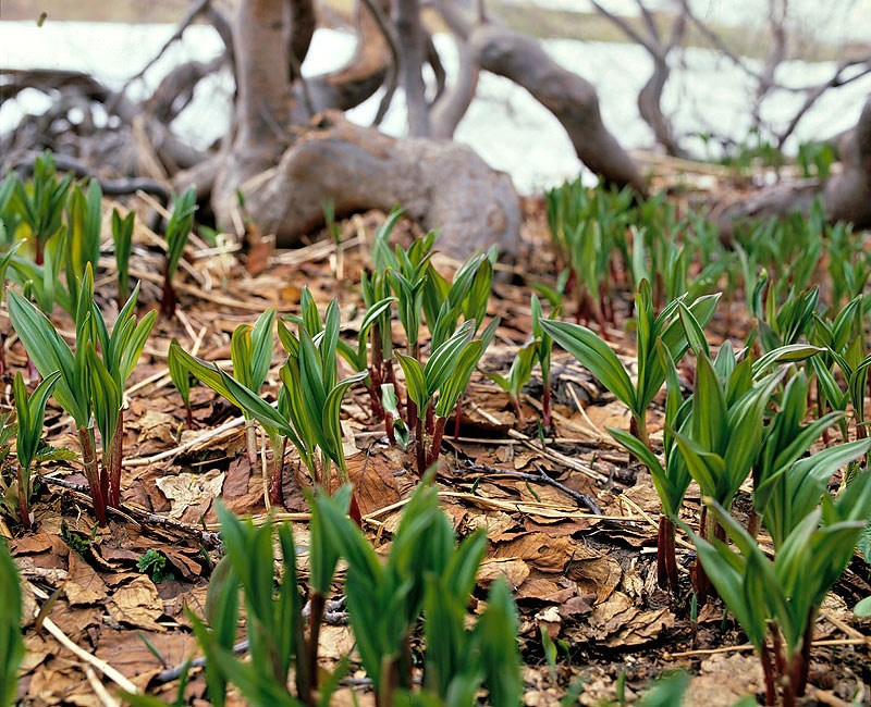 Весенняя черемша
