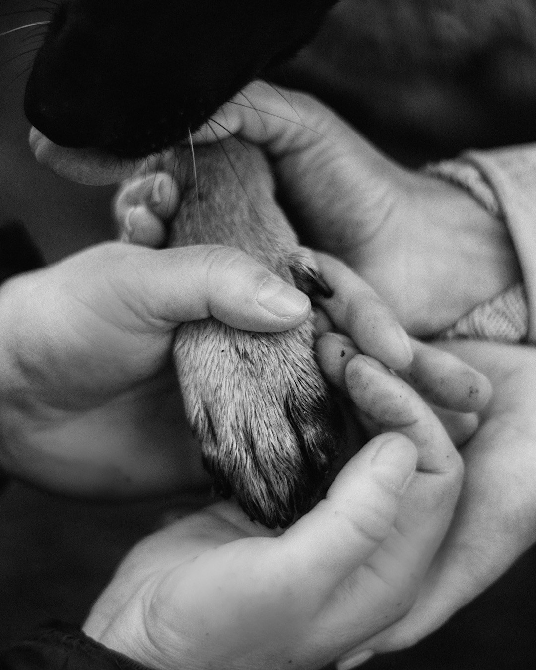 Наталья, Сергей и Уна. Фотограф анималист в Москве и Санкт-Петербурге Свиридова Анна