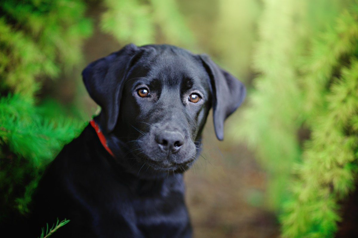 Собаки, кошки и др. животные. Семейный фотограф в Екатеринбурге