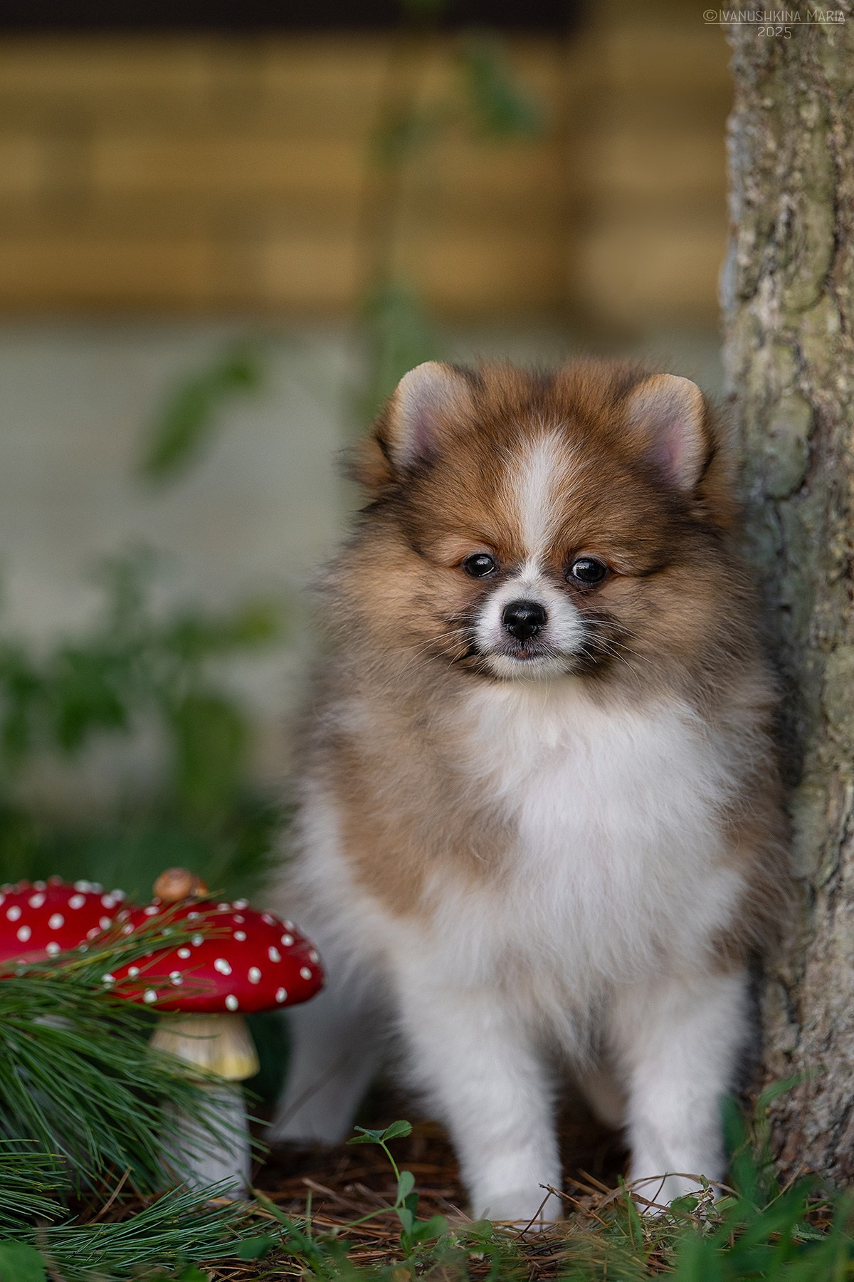 Фотосессия щенков на продажу. Фотограф собак в Москве и Московской области Иванушкина Мария