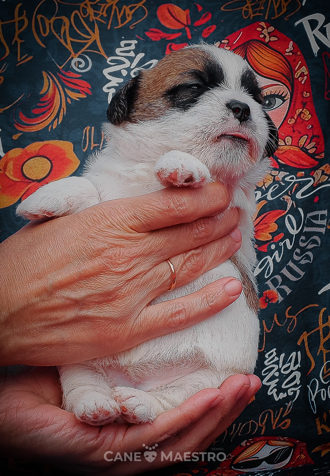 Девочка2_23_04_26. CANE MAESTRO — kennel Jack Russell Terrier