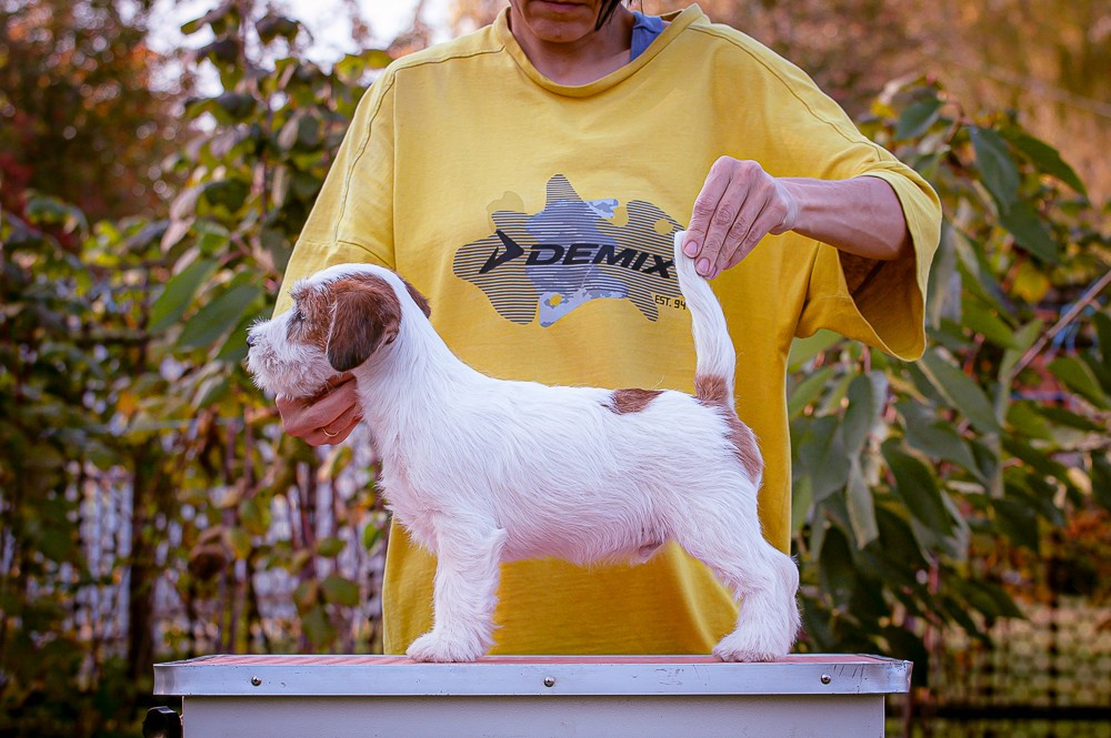 CANE MAESTRO STIMOROL ICE. CANE MAESTRO — kennel Jack Russell Terrier