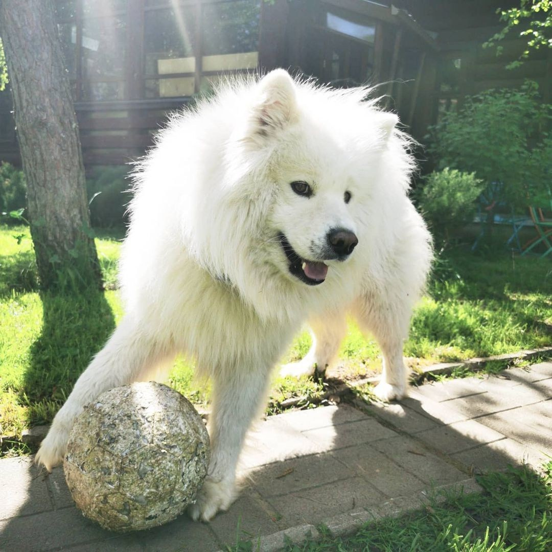 Anka`s Instagram. Заставка