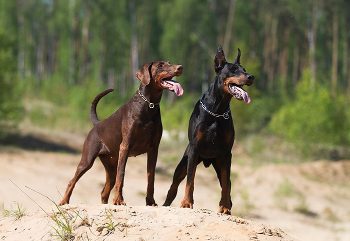Собаки. Фотограф-анималист в Москве и МО Самойлова Марина