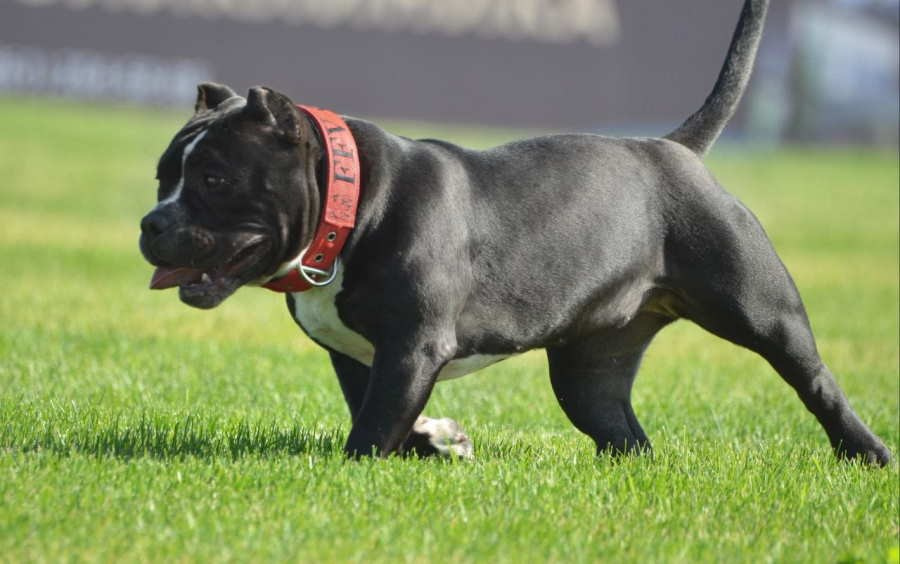 сука черный американский булли 