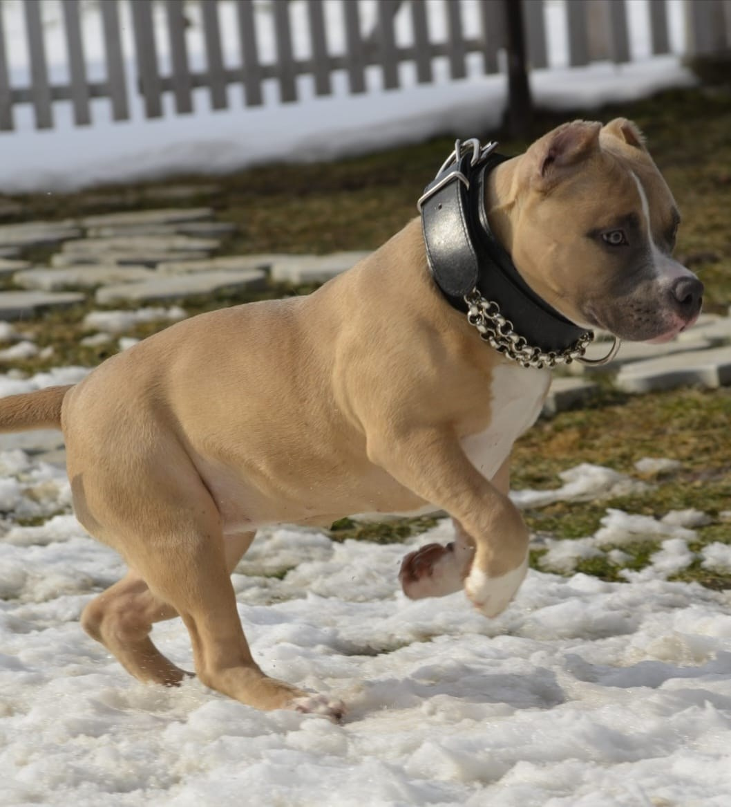 Челси. ПИТОМНИК СОБАК ПОРОДЫ АМЕРИКАНСКИЙ БУЛЛИ