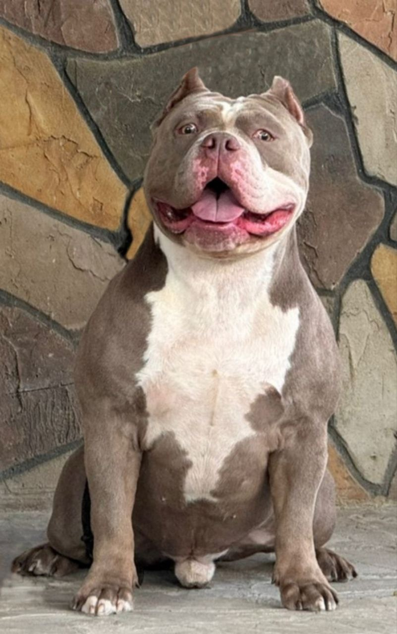 купить щенка булли стандарт в Санкт-Петербурге