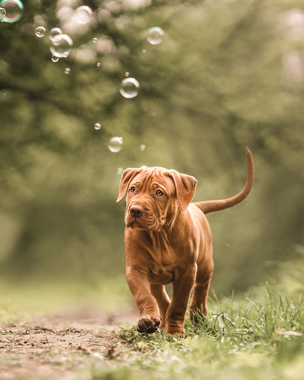 АПБТ. Фотограф анималист Осипчикова Мария
