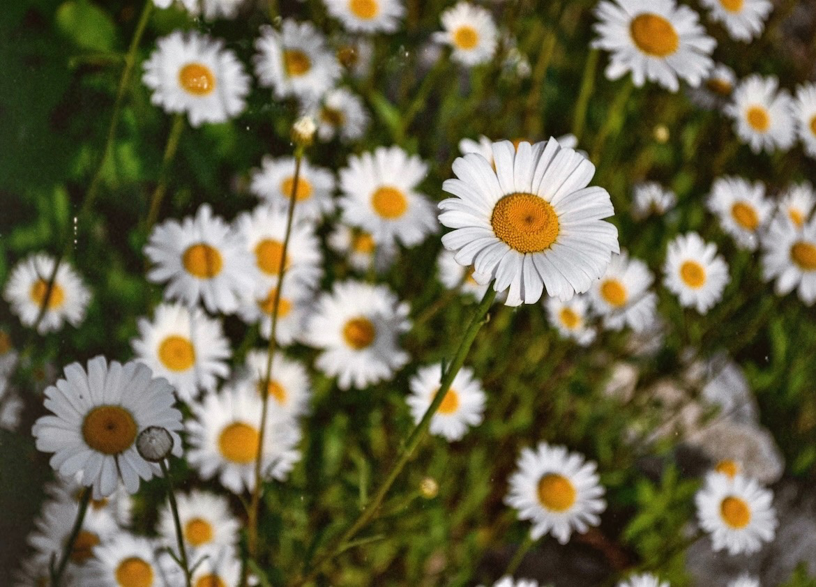 Парк. V I KA P H O T O