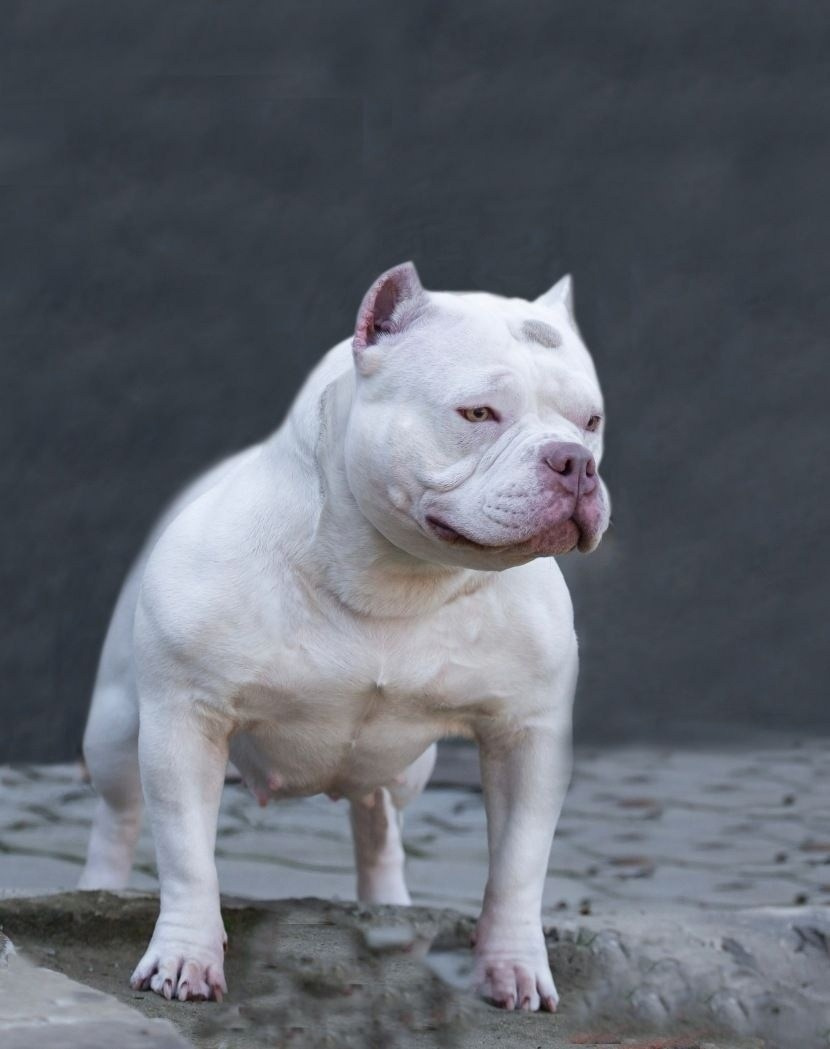 булли в редком белом окрасе 