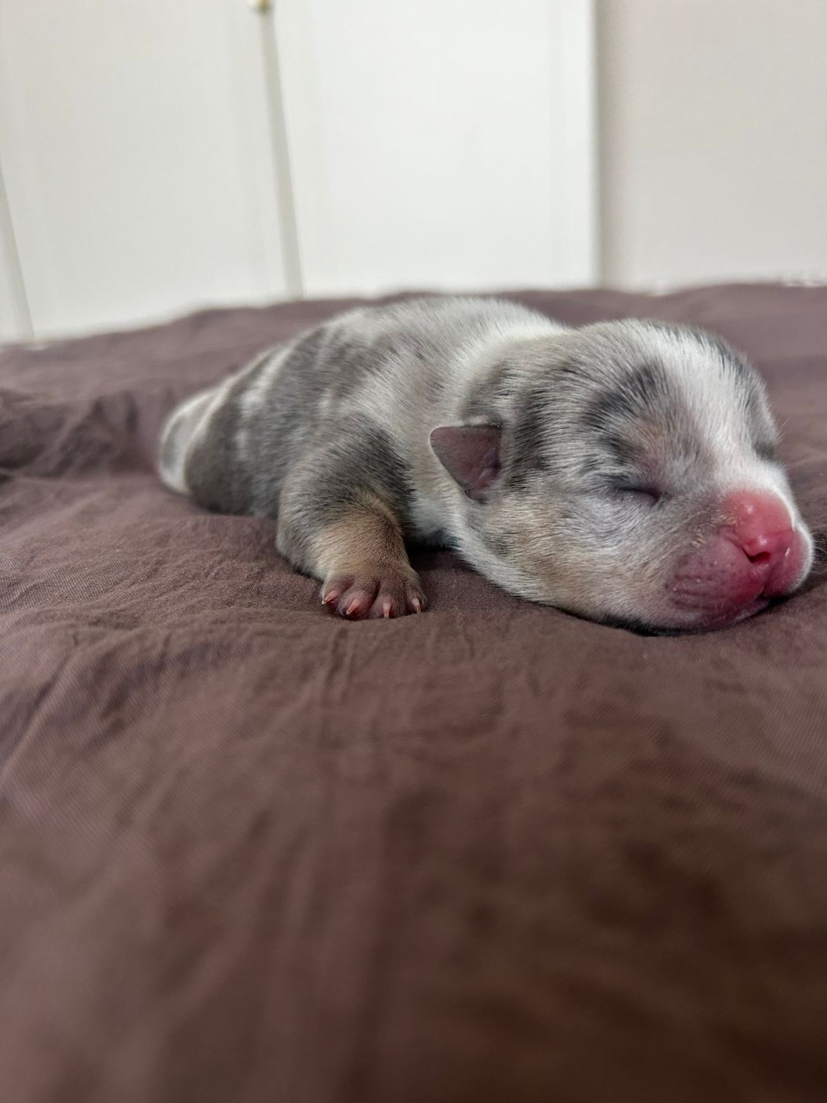 Помет Каспер и Айси. 07.08.25. Американский Булли в г. Ростов-на-Дону. Питомник THE POWER OF SIBERIA