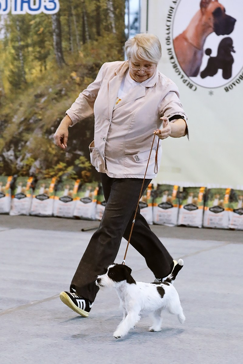 22-23.11.2025 Екатеринбург ЧРКФ/ОС. Щенки джек рассел терьера, питомник РКФ, питомник джек рассел терьеров, питомник Порт Фортис, kennel PORT FORTIS