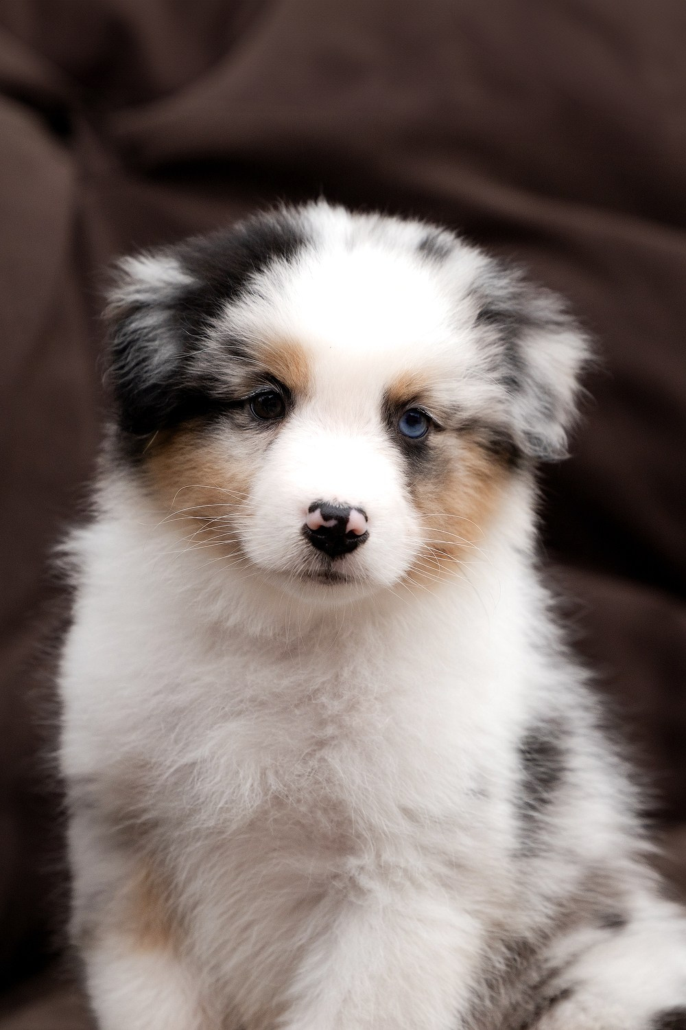 Портфолио: Фотосъёмка щенков в Москве и области — трогательные моменты. Фотограф-анималист и бренд-фотограф в Москве | Фотография собак, людей, бизнес-портрет