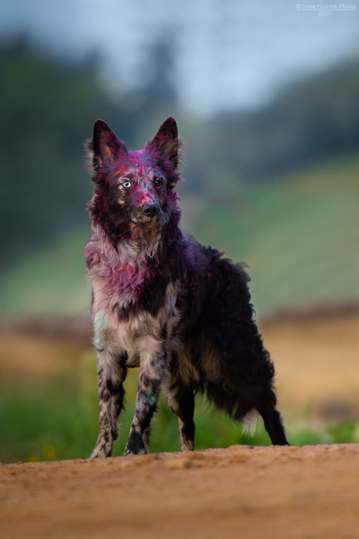 Фотосессия собаки с красками холи. Фотограф собак в Москве и Московской области Иванушкина Мария