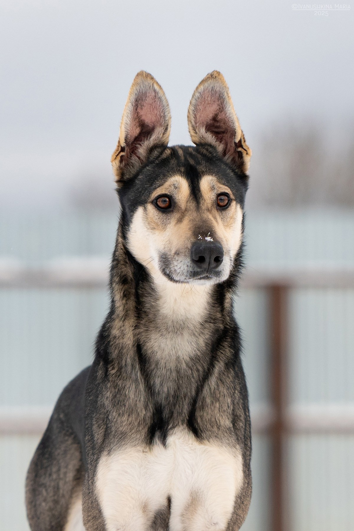 Пиарные фотосессии собак на пристройство. Фотограф собак в Москве и Московской области Иванушкина Мария