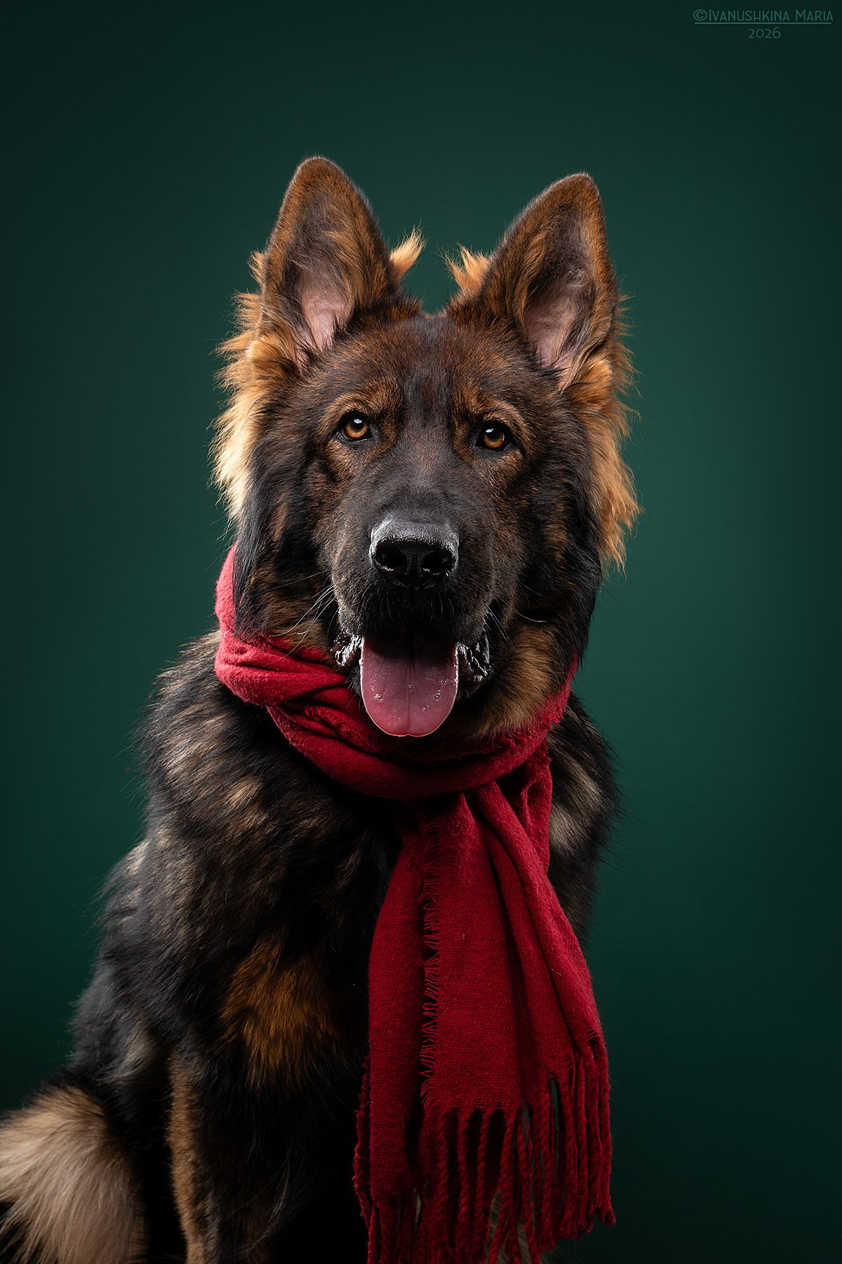 Фотосессия собаки в студии. Фотограф собак в Москве и Московской области Иванушкина Мария