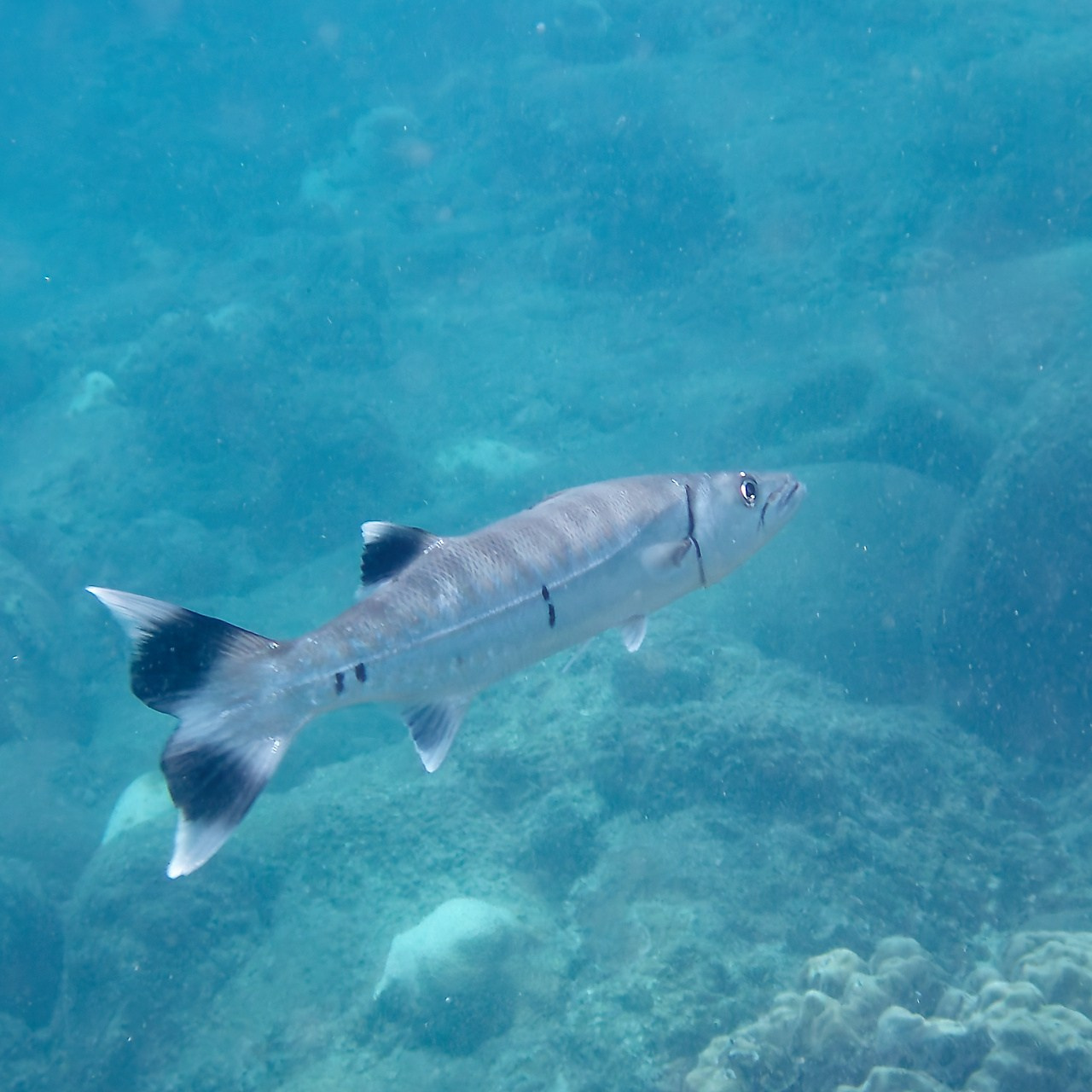 Мне посмотреть. Рыбов показываю