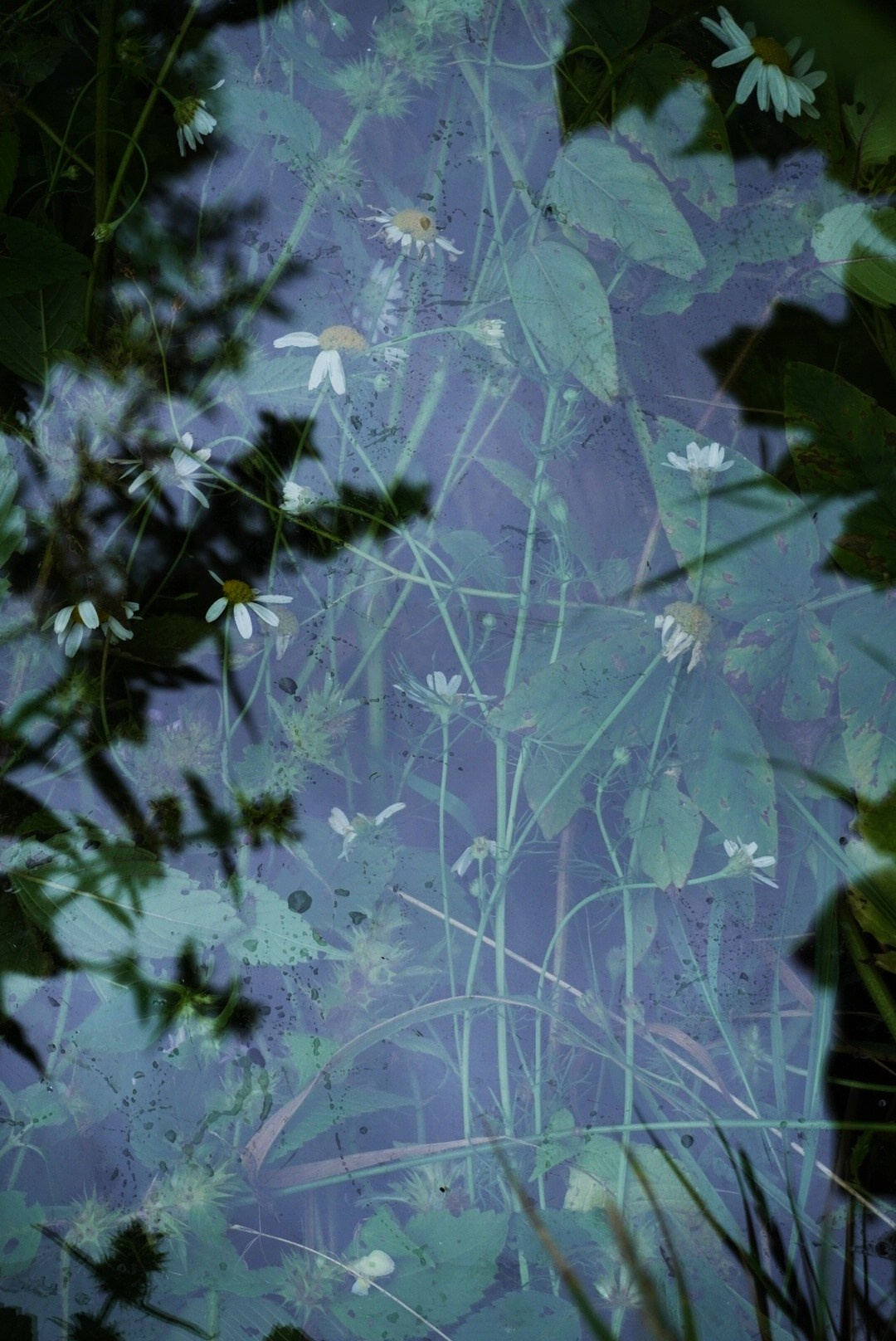 Природа. Настасья Проценко. Фотограф