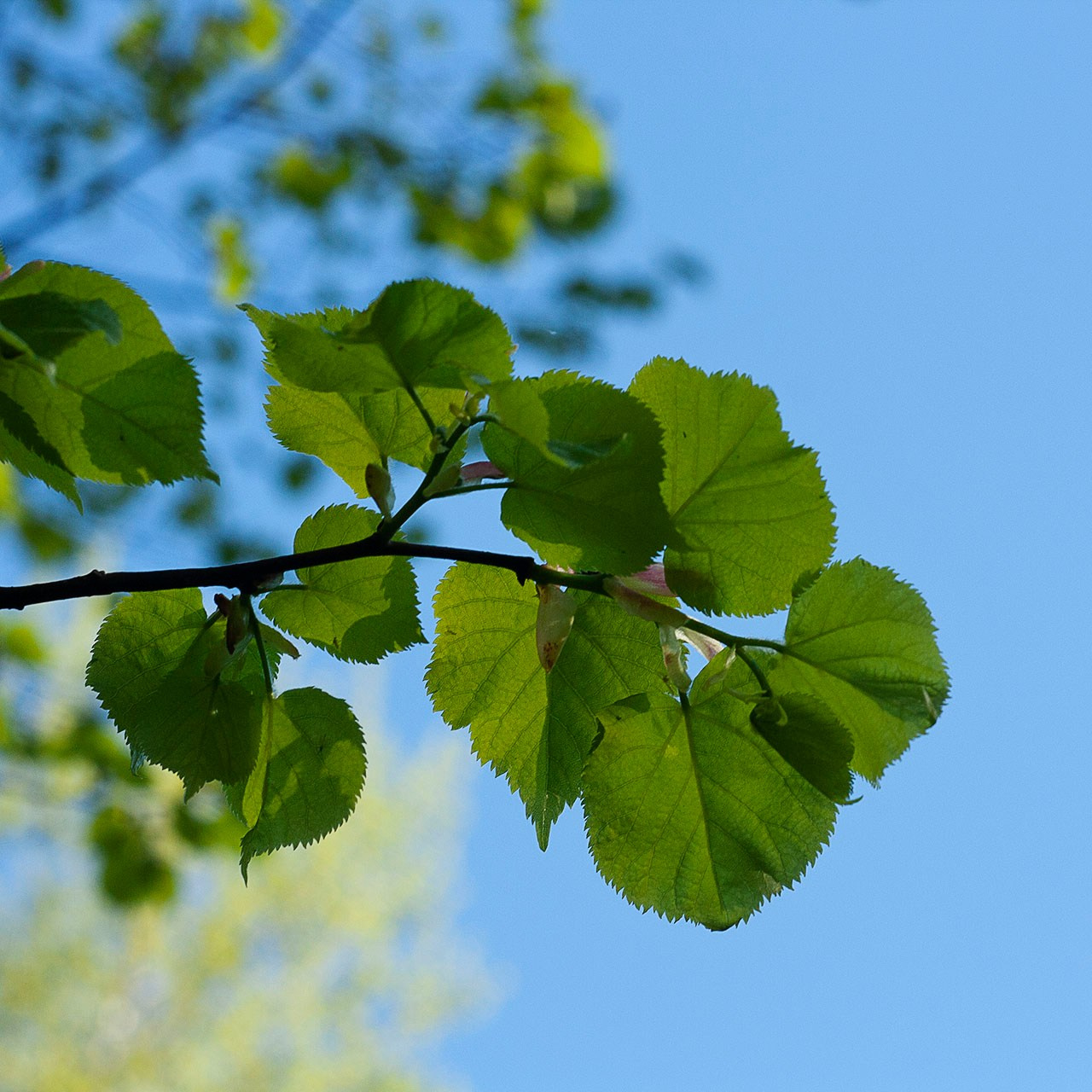 Деревья. Природа севера