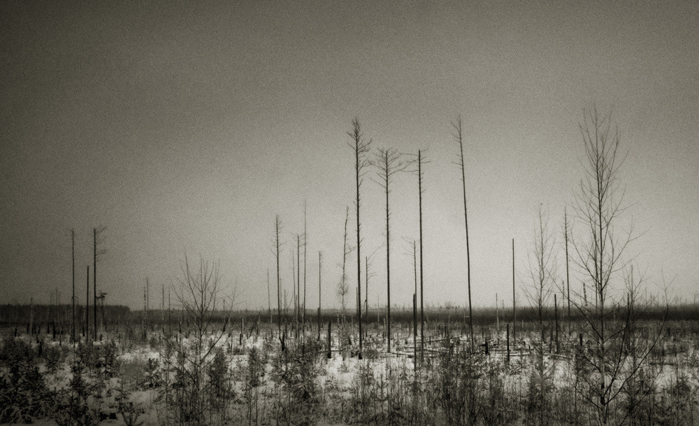 Бывший лес, теперь тонкие прутья.