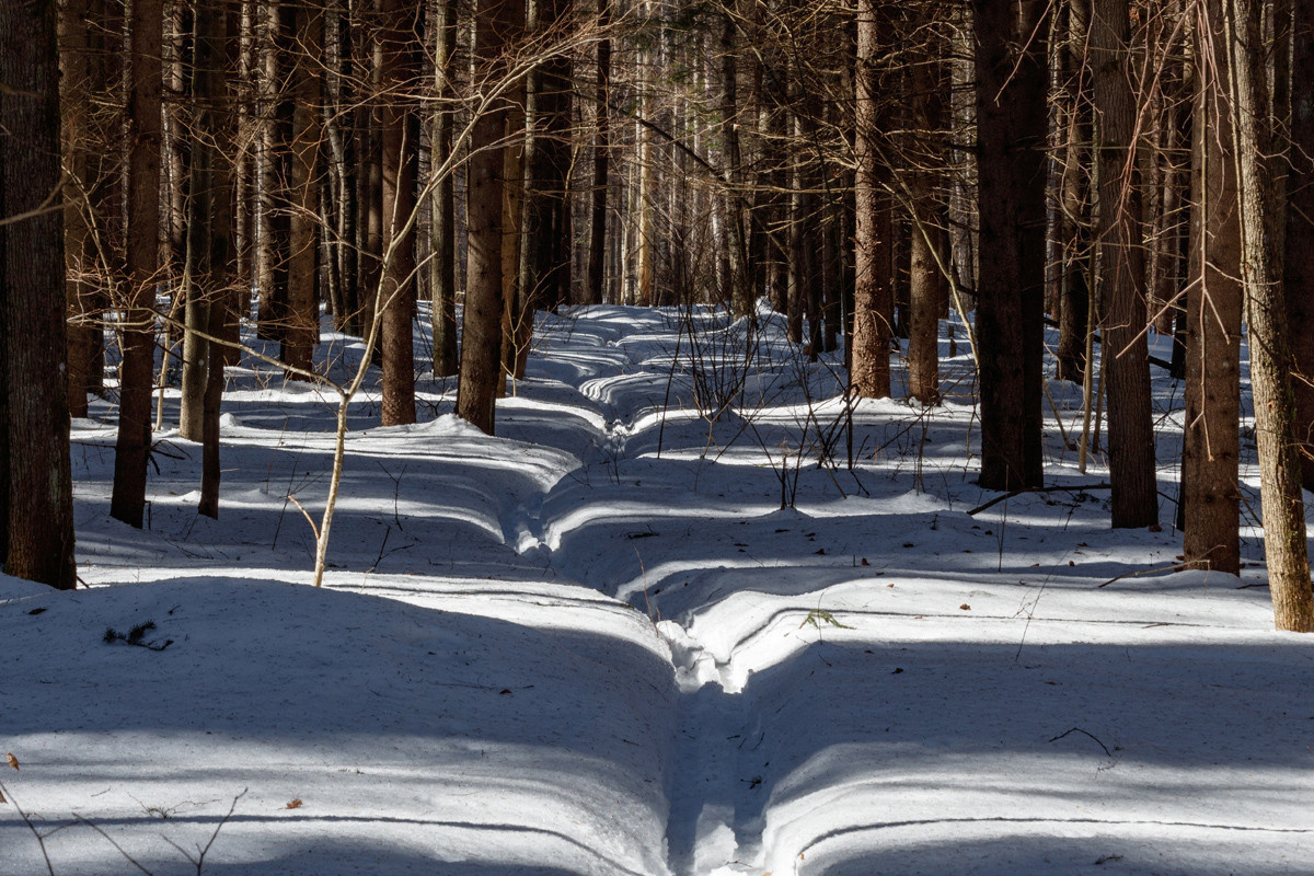 Лыжня в лесу.