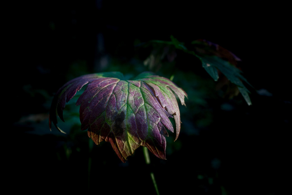Портрет природы. Снимки сделанные внутри природы. Фотограф-любитель Алексей Сергеевич Петропавловский, г. Йошкар-Ола