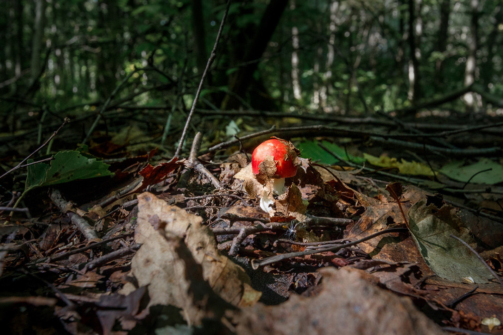 Мухомор в лесу.