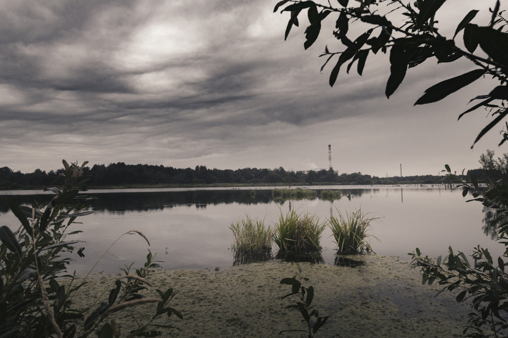 Пруд и три кустика на воде.