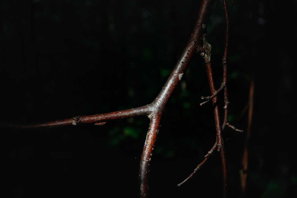 Веточки дерева выглядывают из темноты и освещаются солнцем.