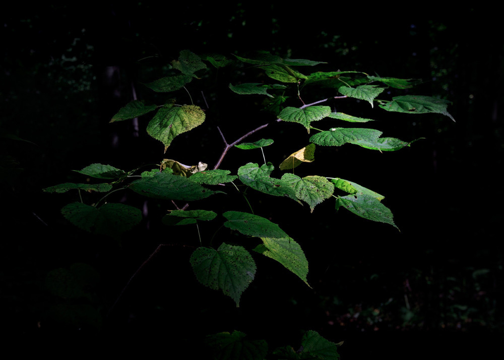 Ветка с зелёными листьями.