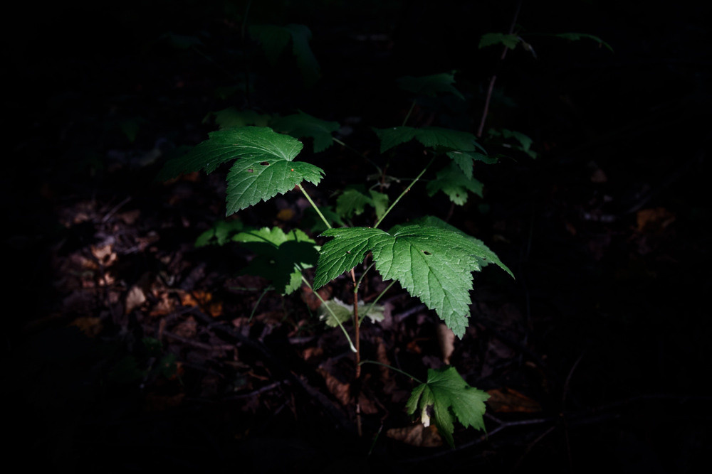 Портрет природы. Снимки сделанные внутри природы. Фотограф-любитель Алексей Сергеевич Петропавловский, г. Йошкар-Ола