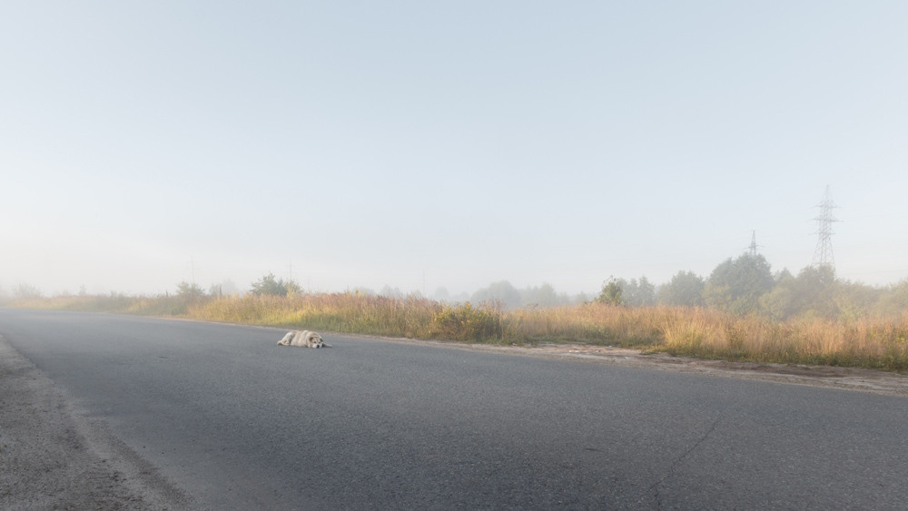 Собака скучает и лежит на дороге.