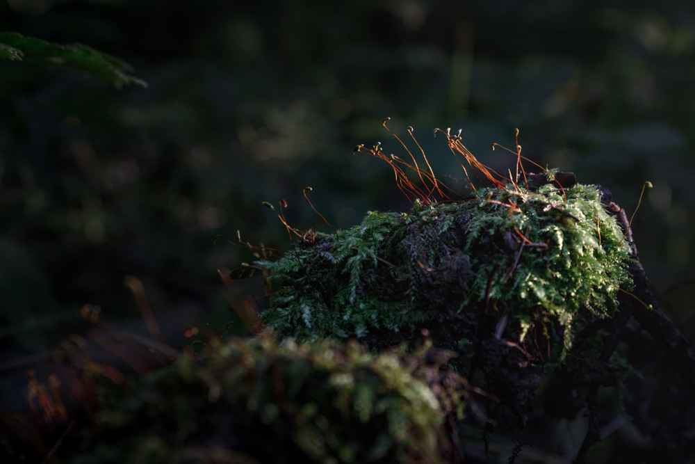 Мох под деревом.