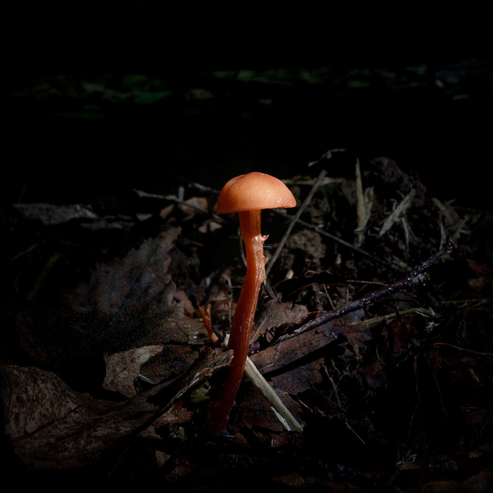 Какой то гриб, похож на поганку в лучах солнца.