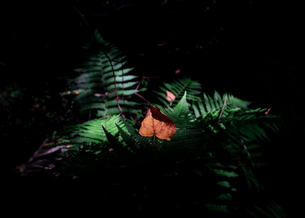 Зелёный папоротник.