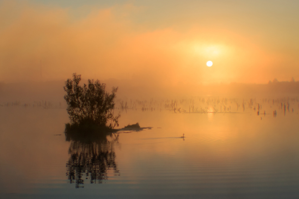 Утка на озере.