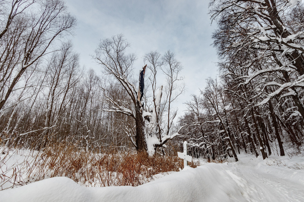 Дерево около дороги, рядом самодельный крест.