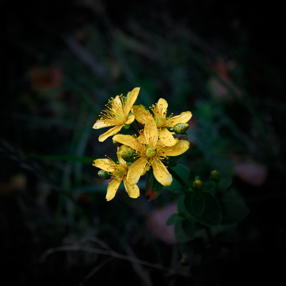 Желтые цветочки.